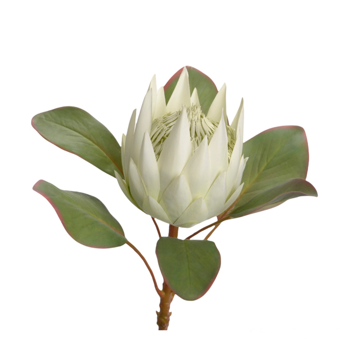 Protea blanco